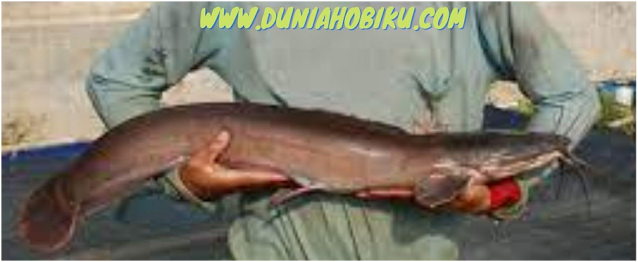 Budidaya Ikan Lele Mutiara