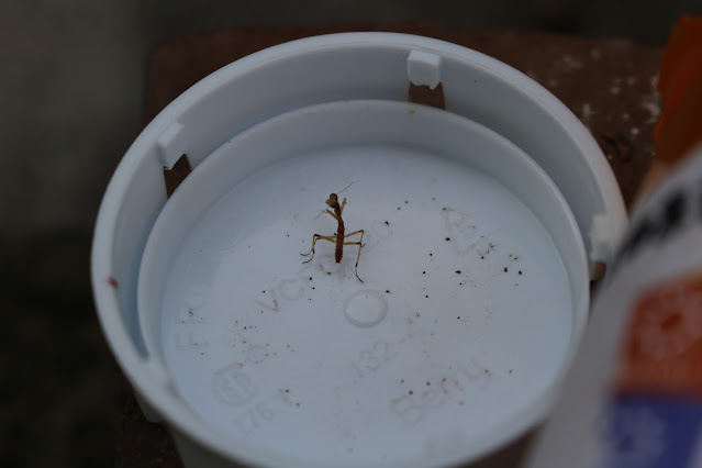 Mantis in the cap of a plastic pill bottle