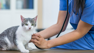 Fistule artérioveineuse chez le chat