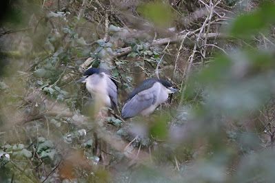 Kwak - Kwak - Nycticorax nycticorax