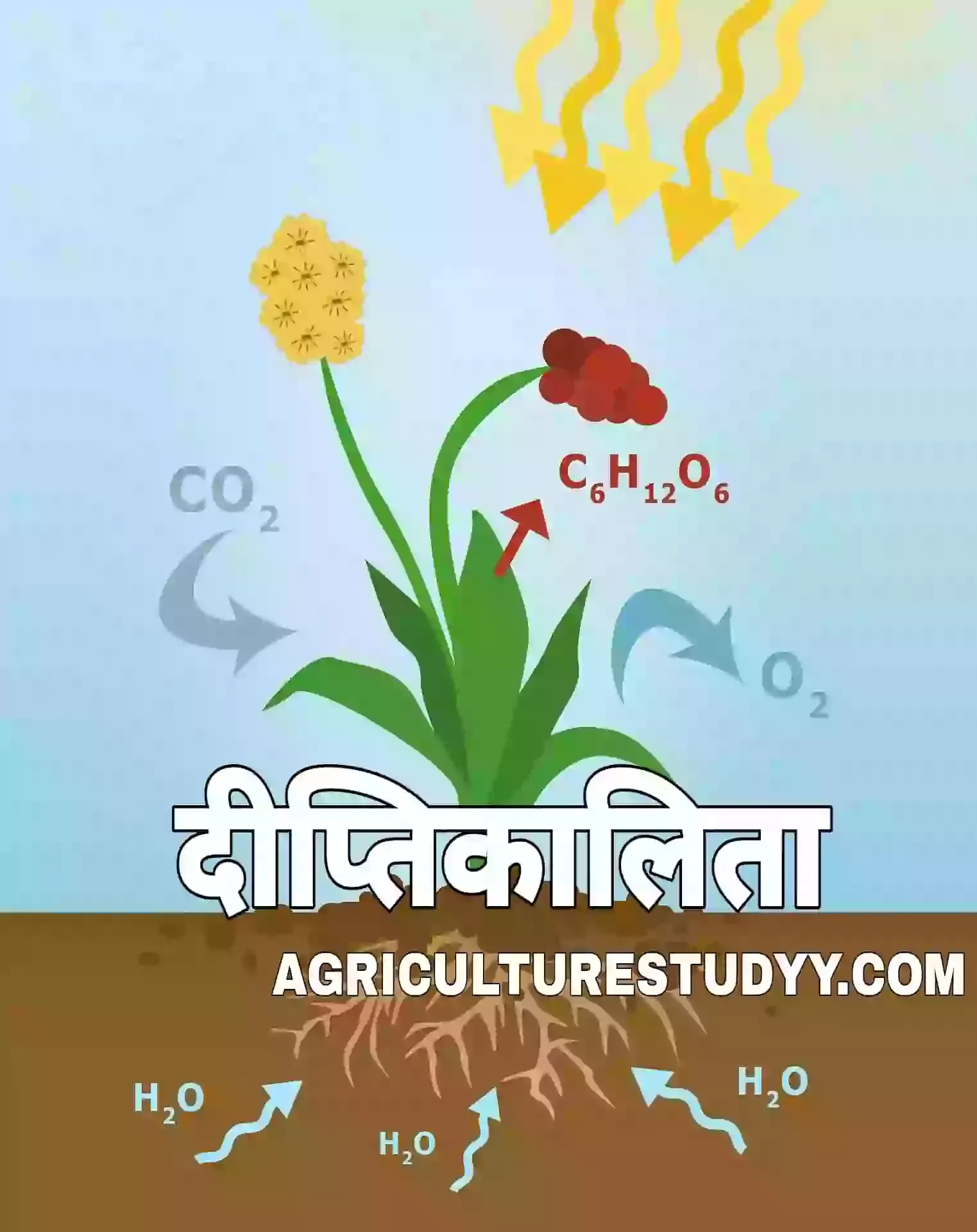 दीप्तिकालिता क्या है इसकी परिभाषा लिखिए, photoperiodism in hindi, दीप्तिकालिता का क्या महत्व है, दीप्तिकालिता के आधार पर पौधों का वर्गीकरण एवं क्रियाविधि लिखिए