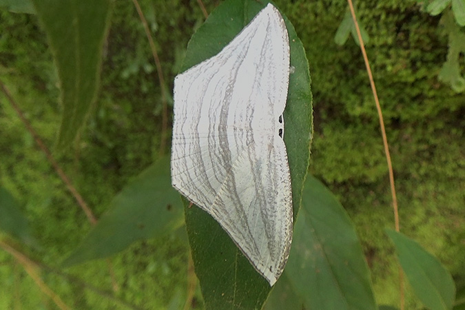 Dlium Songgon moth (Acropteris rectinervata)