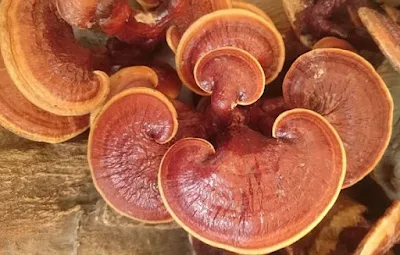 Ganoderma Mushroom Supplier in Guinea