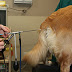 Everything you need to know about Artificial Insemination in Dogs