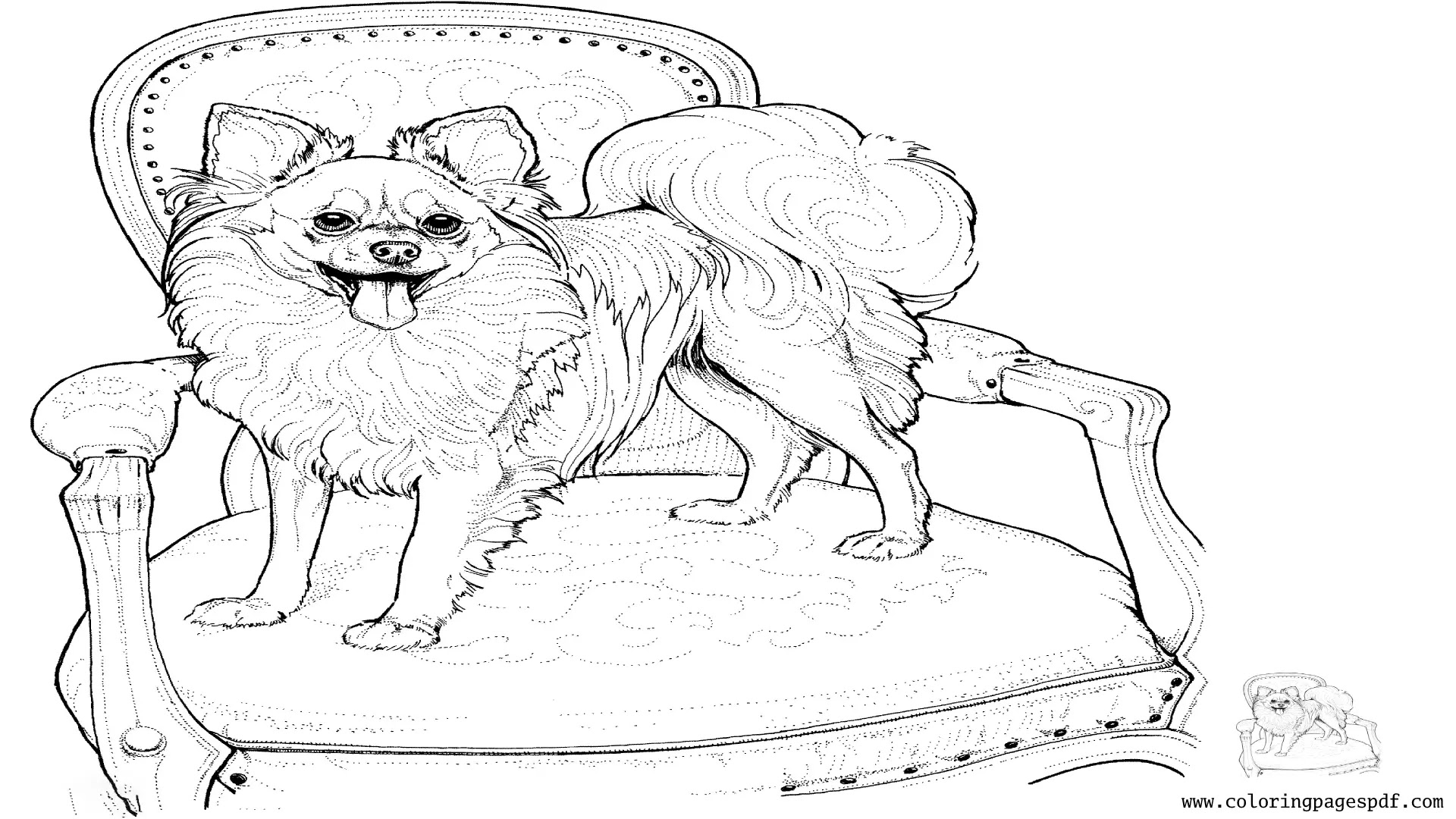 Coloring Page Of A Chihuahua On Top Of A Chair