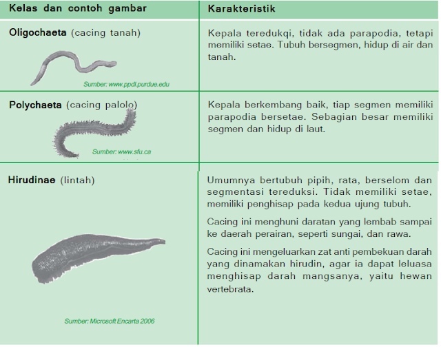 Karakteristik kelas-kelas dari filum Annelida