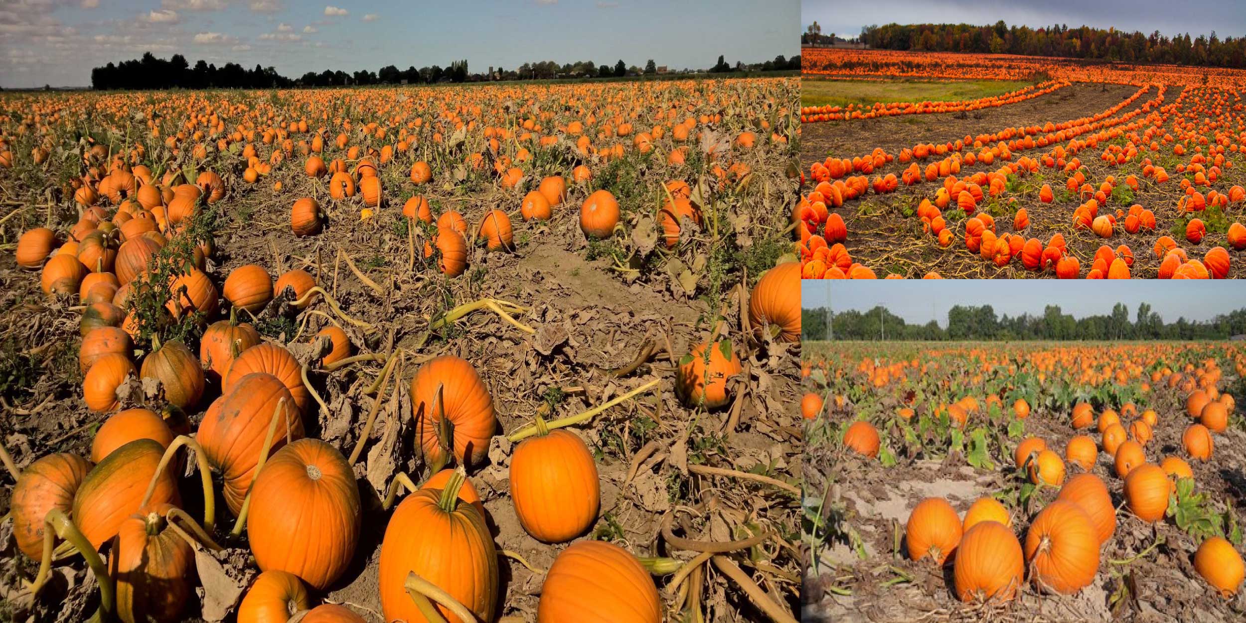 Best things to do in California - Pumpkins growing at a farm in Half Moon Bay