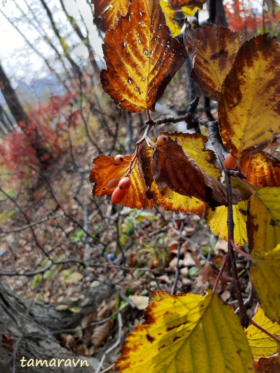 Мелкоплодник ольхолистный / Рябина ольхолистная (Micromeles alnifolia, =Sorbus alnifolia)