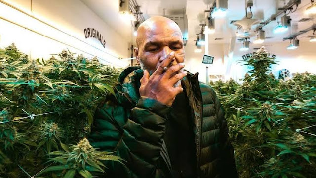 Malawi asks Mike Tyson to be their marijuana ambassador