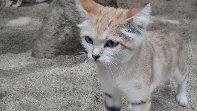 神戸どうぶつ王国 スナネコの赤ちゃん