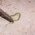 VÍDEO: Cobra é encontrada em bebedouro de escola na BA após pais relatarem mal-estar de crianças