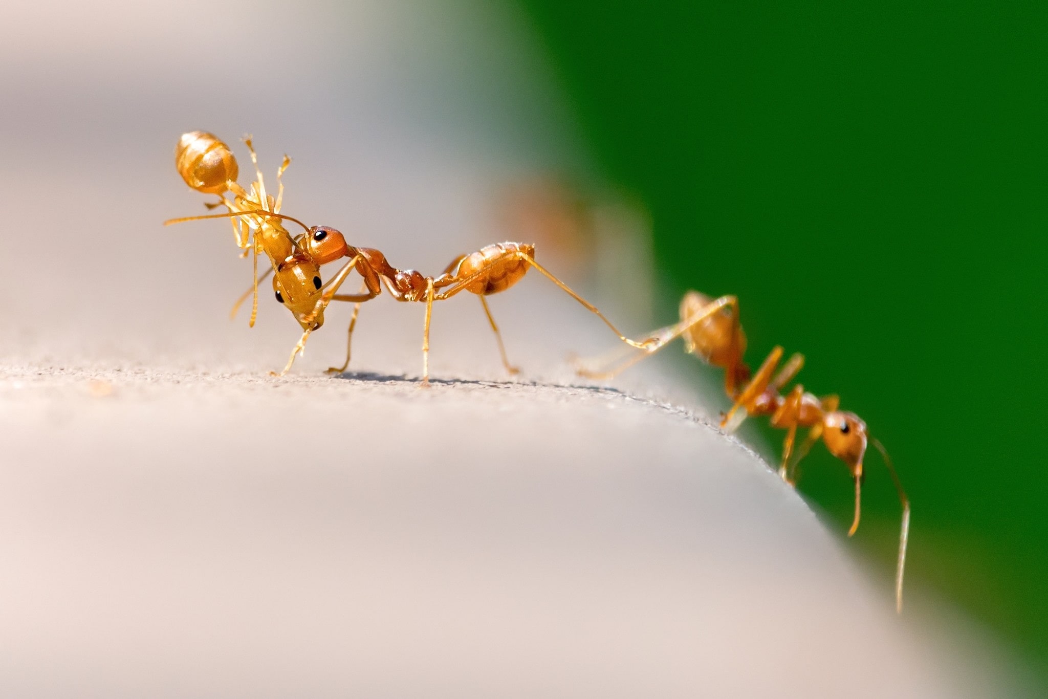 The Ants: The Underground Kingdom