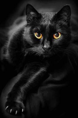 El significado espiritual de tener un gato negro