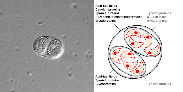 Toxoplasma gondii oocyst