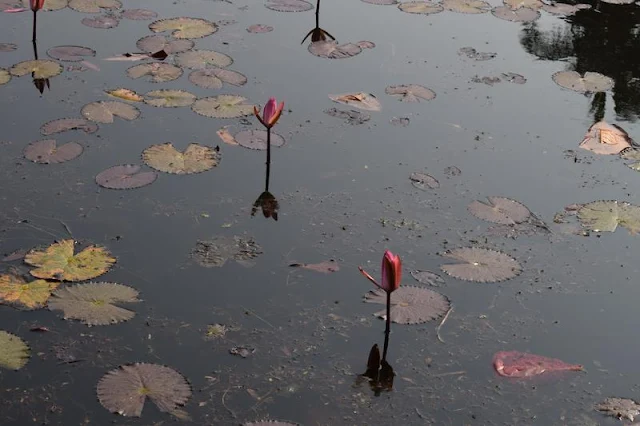 Red Water lily on small pond