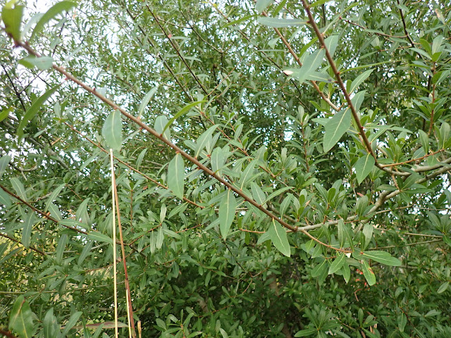 Quercus hemisphaerica