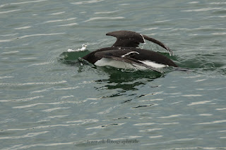 Wildlifefotografie Helgoland Tordalk