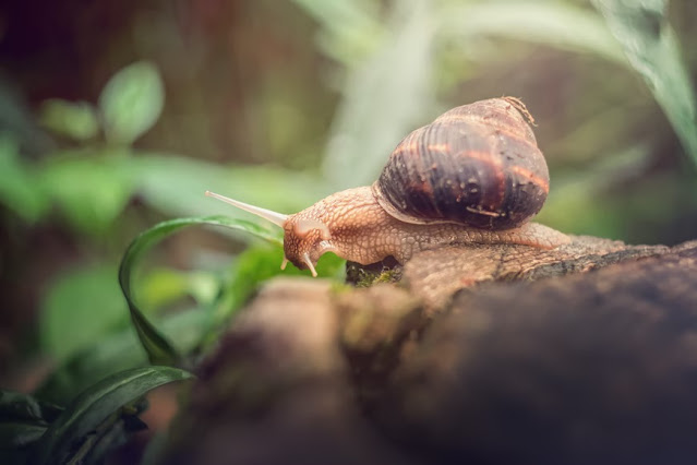 Snail slime cream. Why is it so effective