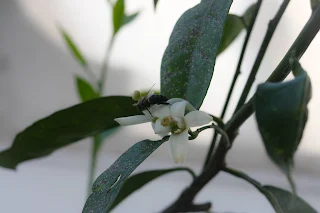 Polinisation des felurs par une abeille