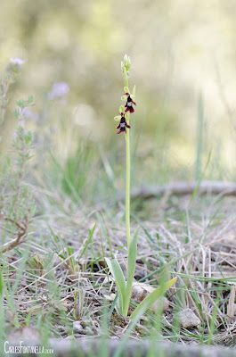 Ophrys insectifera - Fly orchid care