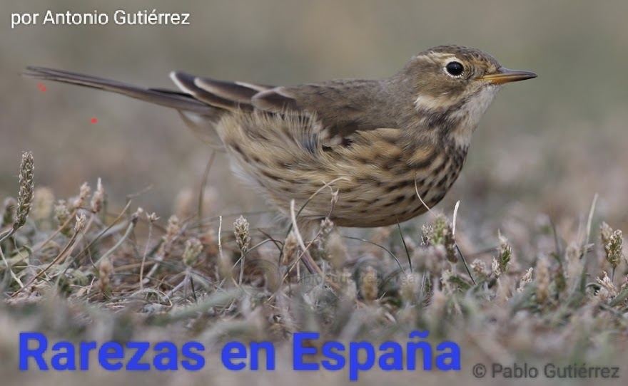 Rarezas en España