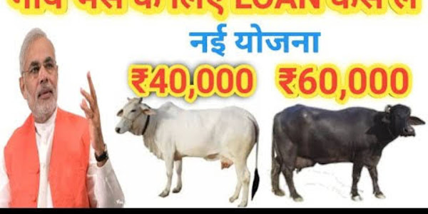 किसानों के घर में गाय है तो 60,783 रु. और भैंस हो तो 70,249/ रुपये मिलेंगे - animal husbandry scheme