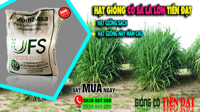 Hạt giống cỏ ghine mombasa - Gói trọng lượng 500g, 1kg, 25kg