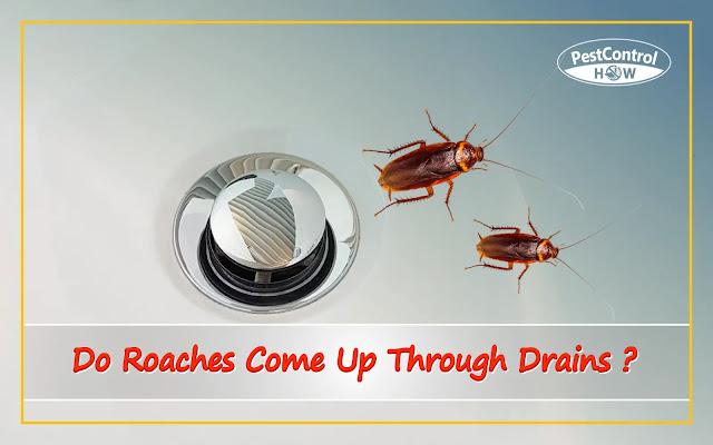 do-roaches-come-up-through-drains