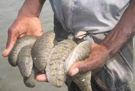 image of Sea cucumber