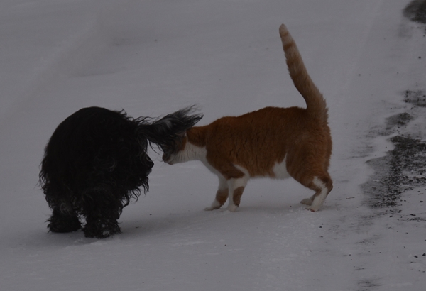 katt cocker spaniel