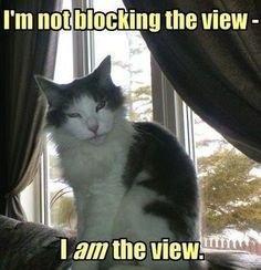 Funny-memes-of-cats-3