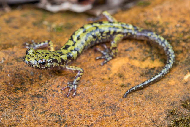 green salamander ohio