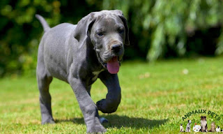 The  Great Dane, an imposing and gentle dog