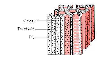 Xylem Tissue