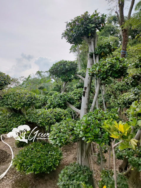 Jual Bonsai Beringin Korea Taman (Pohon Dolar) di Malang Garansi Mati Terjamin