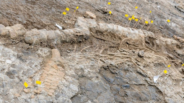 Ένα από τα πτερύγια του απολιθώματος κατά την διάρκεια της ανασκαφής. [Credit: Anglian Water]