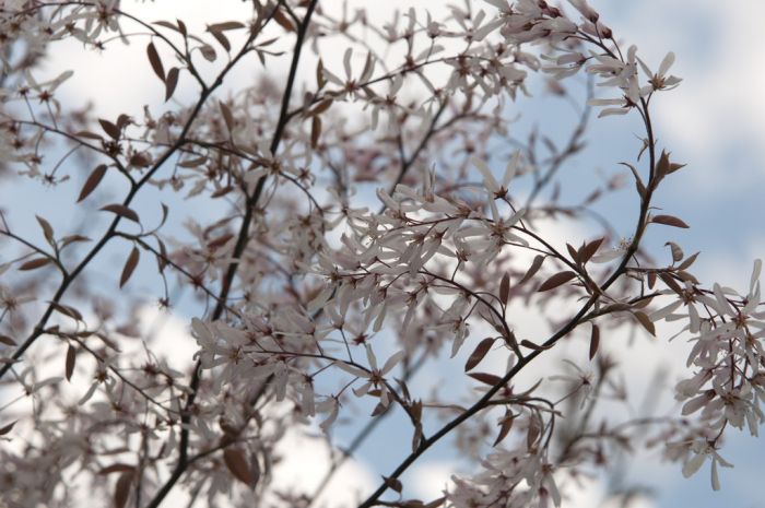 Amelanchier x lamarckii 'Rubescens'