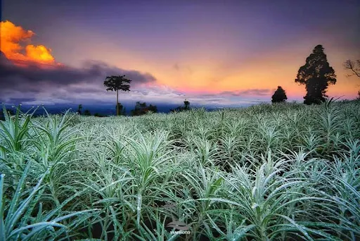 Padang Bunga Kasna - Tempat Wisata di Karangasem