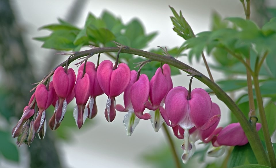 The Bleeding Heart Flowers: The mystery of its color change