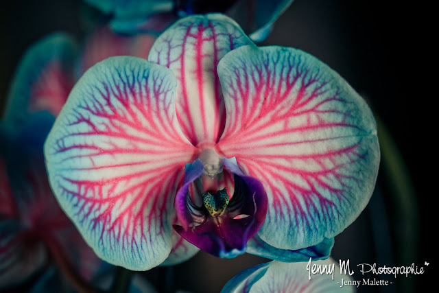 photo orchidée bleue et rose macrophotographie