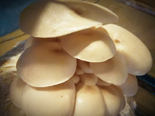 Oyster Mushroom , Mushroom