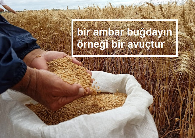 bir ambar buğdayın örneği bir avuçtur