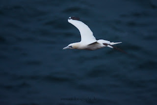 Wildlifefotografie Helgoland Lummenfelsen