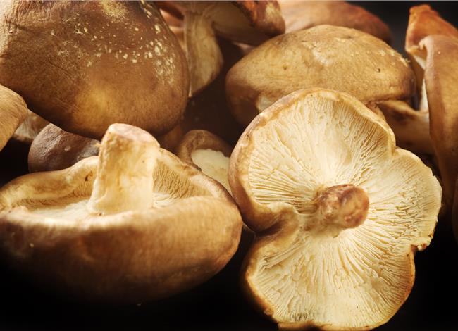 Mushroom supplements for weight loss | Mushroom supplements for health | Biobritte mushroom shop