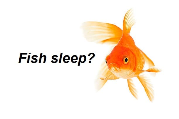 Do fish sleep?