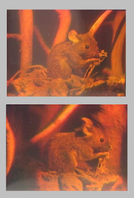 Two photographs of a single hologram taken from different viewpoints