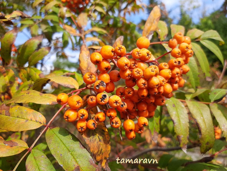 Рябина амурская / Рябина похуашаньская (Sorbus amurensis, =Sorbus pohuashanensis)