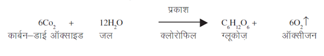 प्रकाश संश्लेषण प्रक्रिया का महत्व