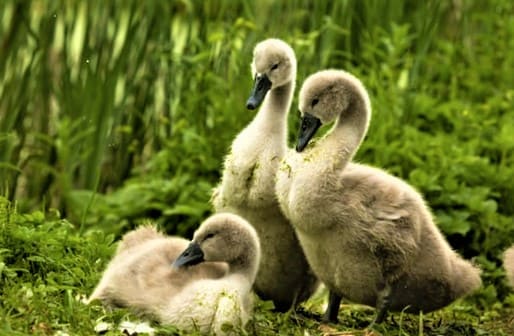 What Is A Baby Swan Called?