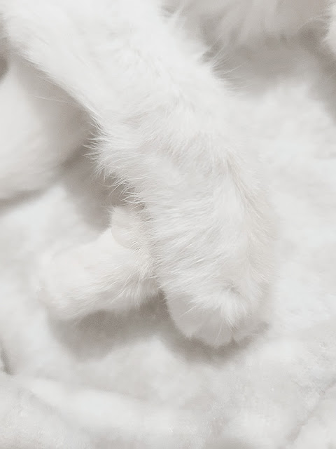 white cat paw